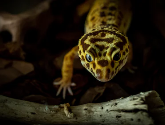 Factors to Consider when Choosing Geckos for Breeding