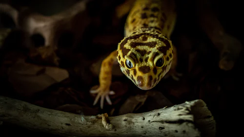 Factors to Consider when Choosing Geckos for Breeding