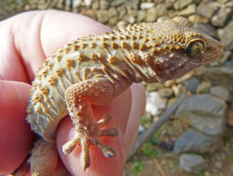 Caring For Long-Lived Pet Geckos