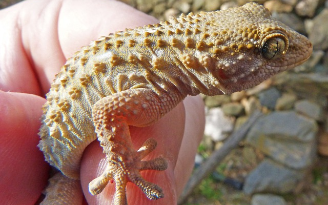 Caring For Long-Lived Pet Geckos