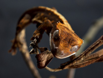 What Do I Do If My Gecko Is Not Eating?