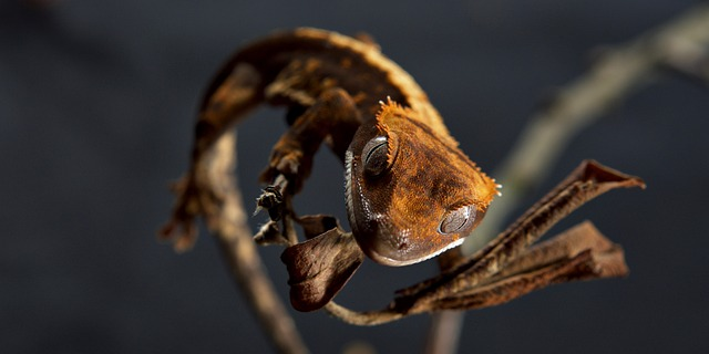 What Do I Do If My Gecko Is Not Eating?