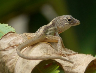 Fascinating Facts About Geckos