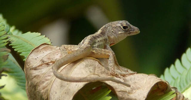 Fascinating Facts About Geckos