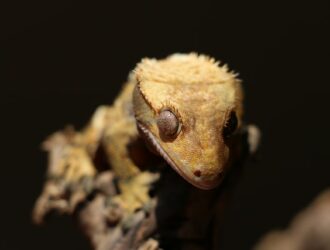 All About Gecko Hibernation