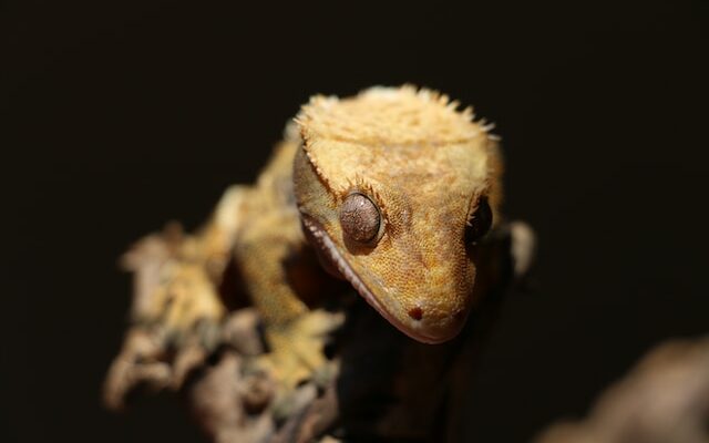 All About Gecko Hibernation