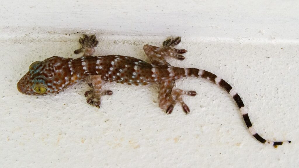 Dos and Don’ts for Handling Your Pet Gecko 