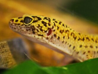 The Fascinating Ability of Geckos to Change Color