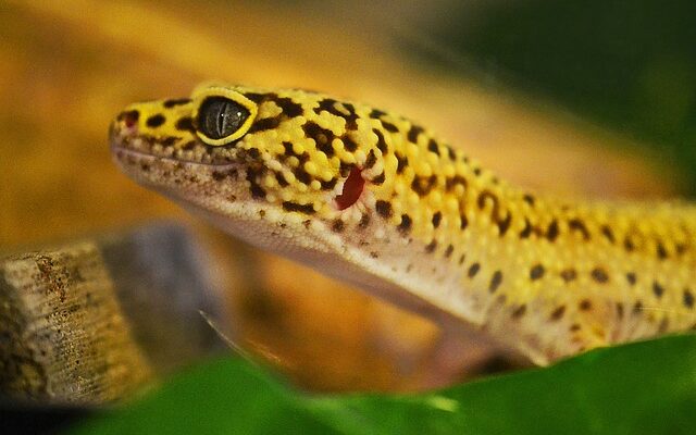 The Fascinating Ability of Geckos to Change Color