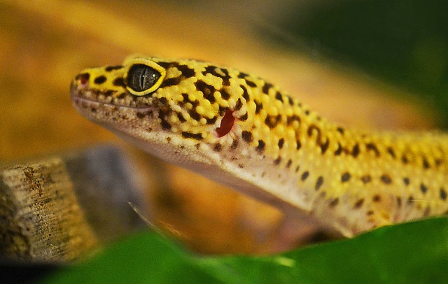 The Fascinating Ability of Geckos to Change Color