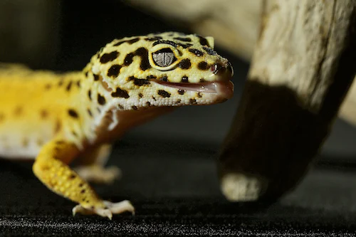 common health issues in geckos