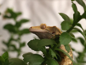 Are Geckos Nocturnal?