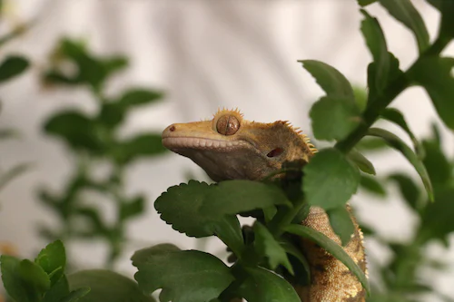 Are Geckos Nocturnal?