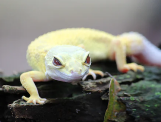 How Do I Know If My Gecko Is Sick?