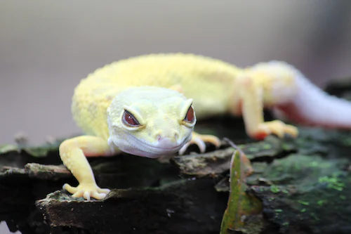 How Do I Know If My Gecko Is Sick?