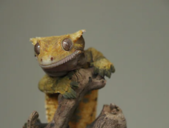 Understanding the Size of Pet Geckos