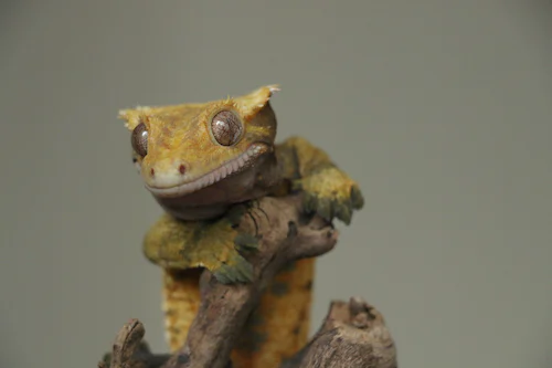 Understanding the Size of Pet Geckos