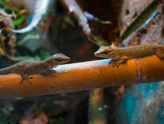 Can Different Gecko Species Live Together?