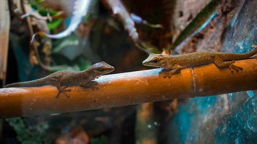 Can Different Gecko Species Live Together?