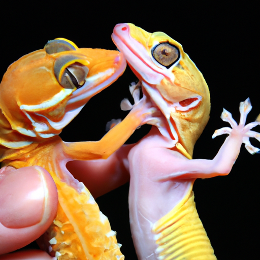 Are Geckos Social Pets?