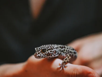 Tips and Techniques for Successful Gecko Breeding