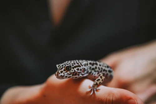 Tips and Techniques for Successful Gecko Breeding