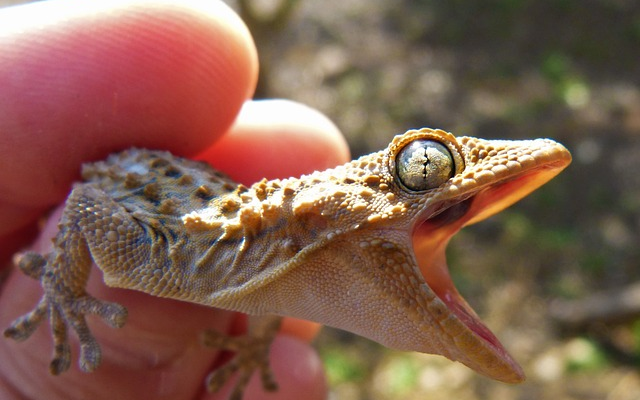 Can Geckos Recognize Their Owners?