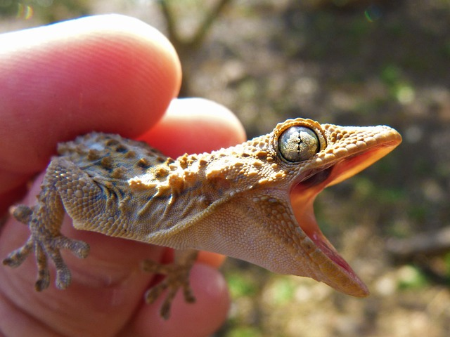 Can Geckos Recognize Their Owners?