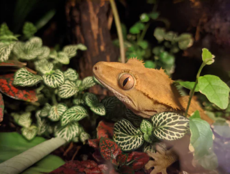 Tips for Breeding Crested Geckos