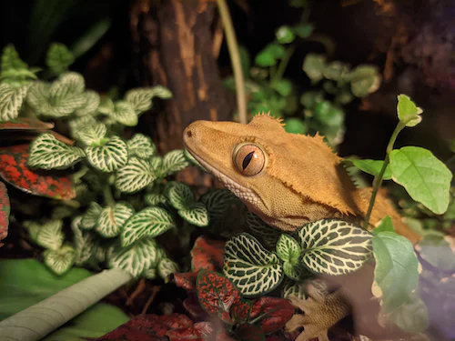 Tips for Breeding Crested Geckos