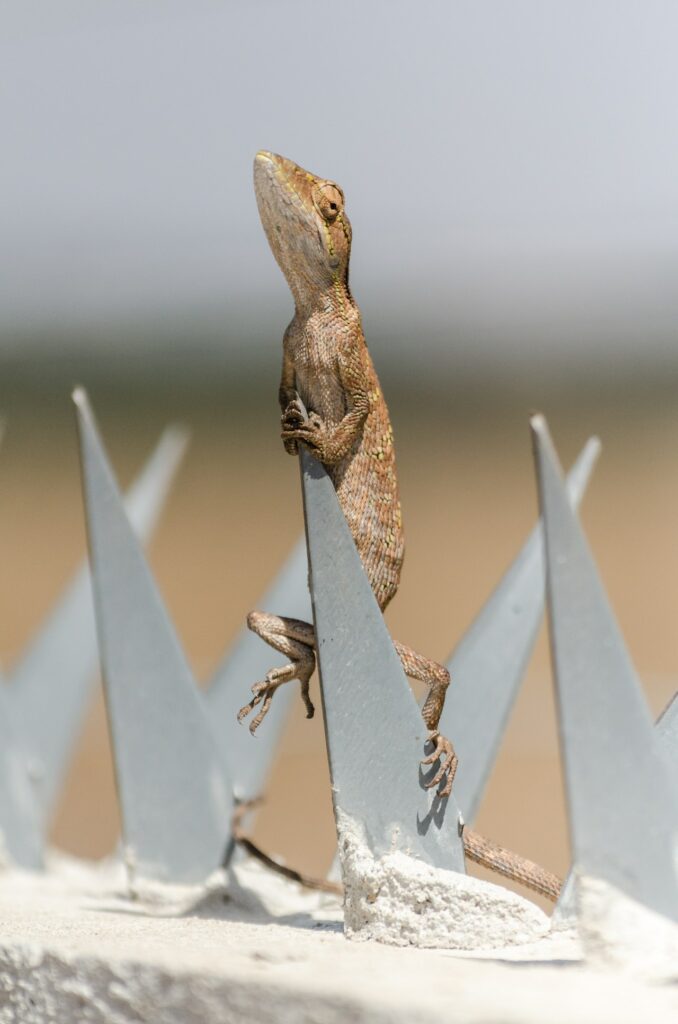 Enhancing Gecko Diets through Gut Loading Insects