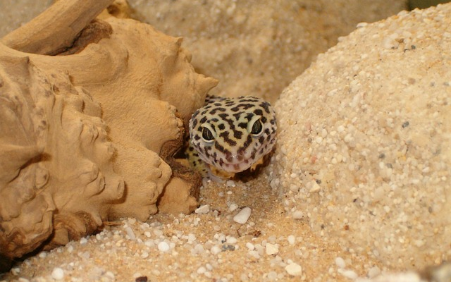 Are Geckos Safe and Fun Pets for Kids?