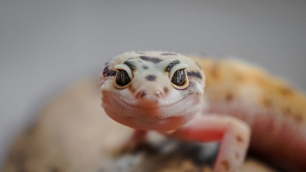 The Impact of Gecko Diet on Lifespan: Exploring the Nutrition-Longevity Connection