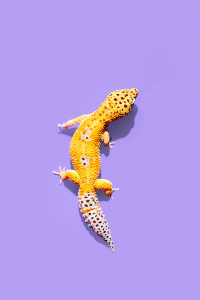 The Impact of Gecko Diet on Lifespan: Exploring the Nutrition-Longevity Connection