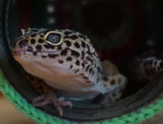 What Is The Best Species Of Gecko For Beginners?