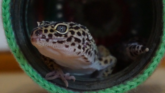 What Is The Best Species Of Gecko For Beginners?