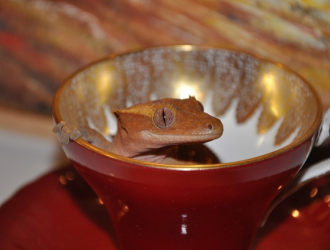 Troubleshooting Gecko Breeding Issues: A Comprehensive Guide