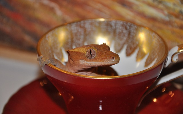 Troubleshooting Gecko Breeding Issues: A Comprehensive Guide