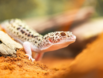 How to Provide Adequate Calcium and Vitamin Supplements for Geckos