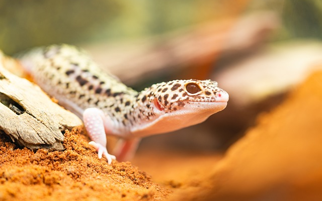 How to Provide Adequate Calcium and Vitamin Supplements for Geckos