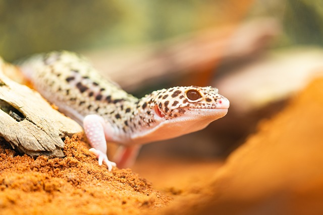 How to Provide Adequate Calcium and Vitamin Supplements for Geckos