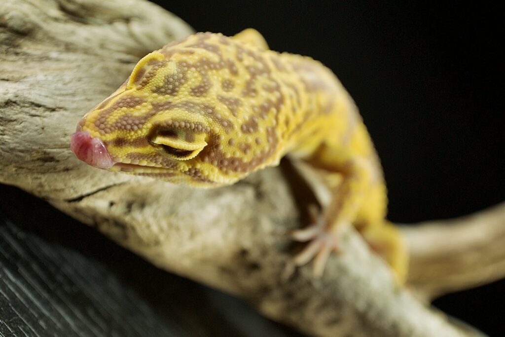 Easy Steps to Measure Your Geckos Size