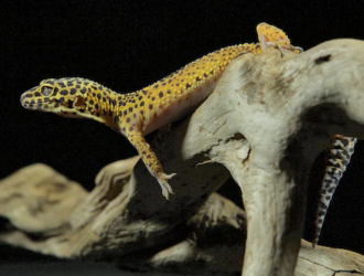 Tips for Creating a Bioactive Habitat for Your Gecko