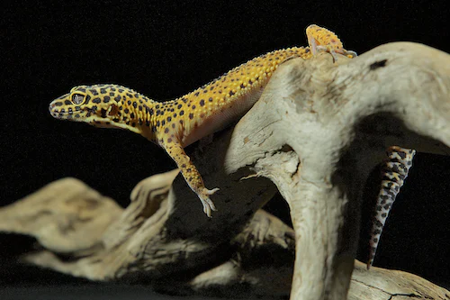 Tips for Creating a Bioactive Habitat for Your Gecko