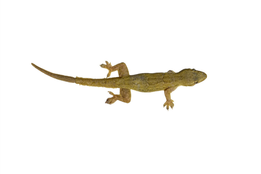 What Is The Best Species Of Gecko For Beginners?