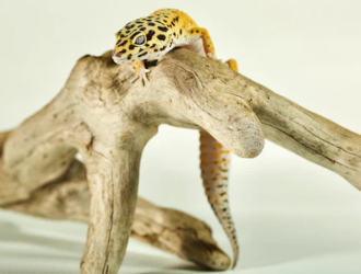 Creating the Perfect Gecko Habitat