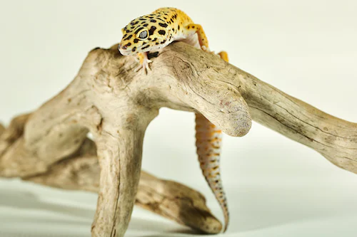 Creating the Perfect Gecko Habitat