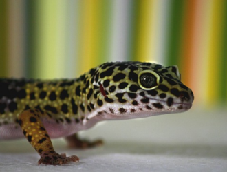 Understanding the Shedding Process of Geckos