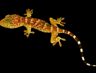 Exploring the Genetic Factors Behind Gecko Size Variations