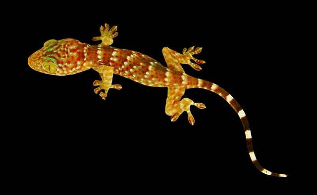 Exploring the Genetic Factors Behind Gecko Size Variations